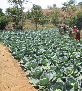 Irrigated cabbages