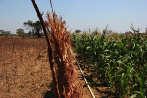 Fence separating irrigated plot from unirrigated land
